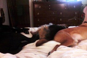 Three dogs on bed