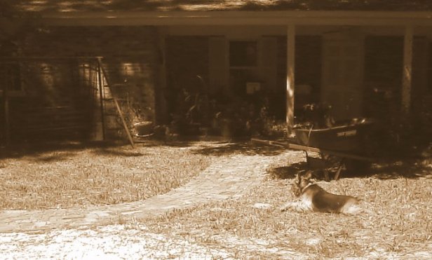 red in the back yard sept 2014