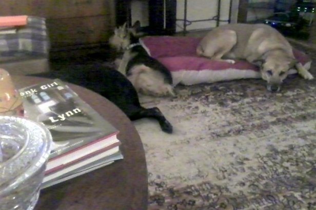 Dogs on floor watching basketball