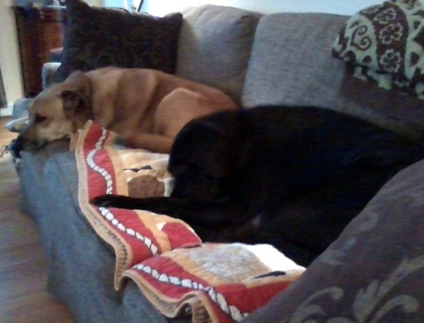 Chelsea and Spike on sofa 3