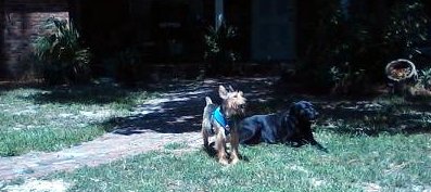 Chelsea in Back Yard August, 2015