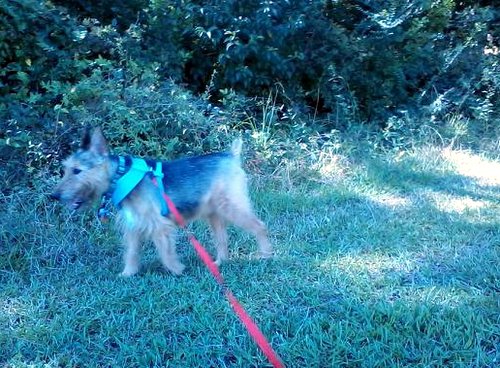 Red in Rosewood - Sept 2015