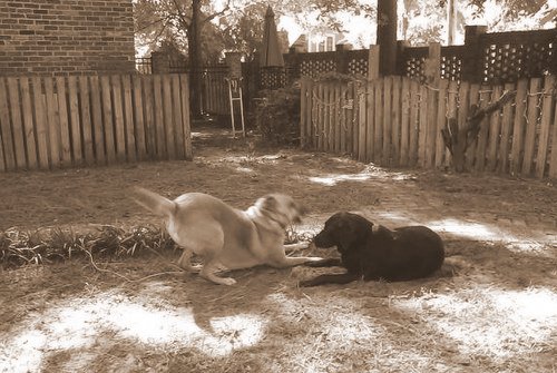 Chelsea and Spike at play 5-001