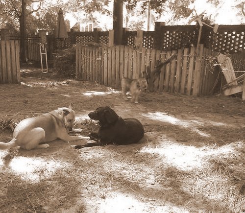 Chelsea and Spike at play 9-002