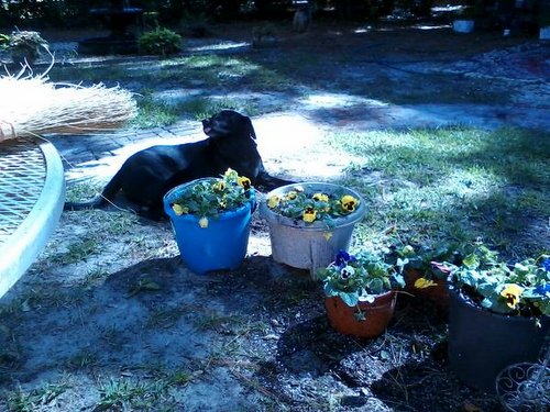 Chelsea behind flowers 2